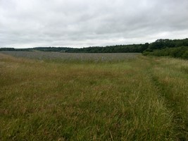 24-06-2025, Public Bridleway; het pad loopt rechts langs de akker