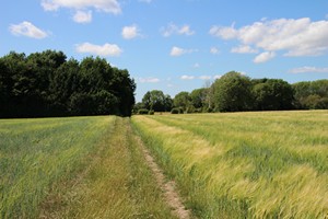 28-06-2025, Public Bridleway; een pad tussen graanvelden