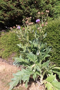 04-07-2025, Manshoge distel naast de weg