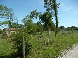 06-09-2025, Weilandje met schuur